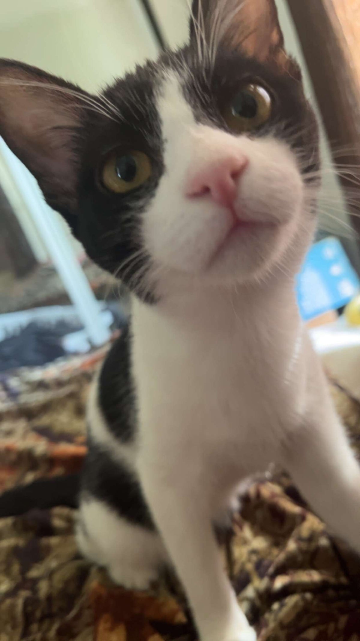 Spot